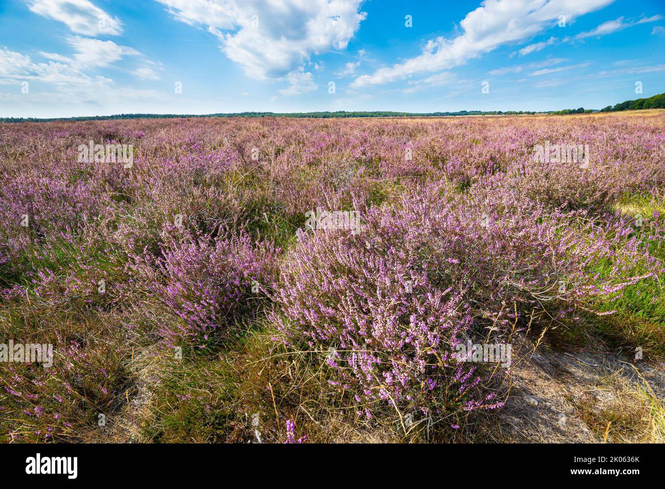Heather landscape `'Ginkelse Heide`' in forest area Veluwe, The Netherlands. Stock Photo